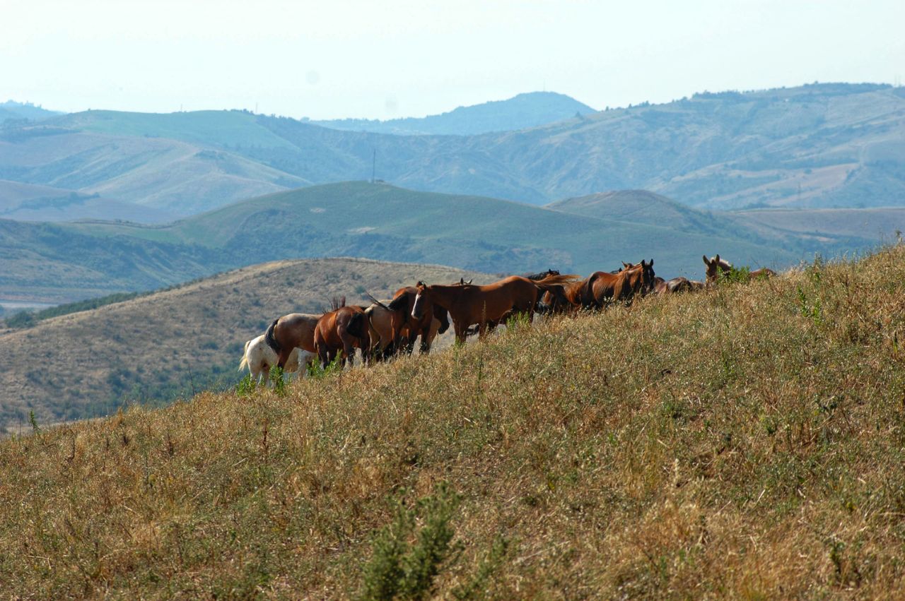 Cavalli sulla Flaminia Minor