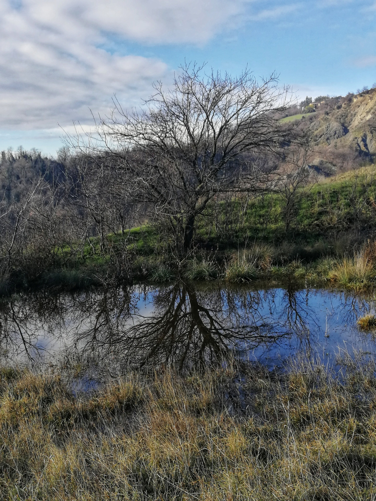 Pozza e albero